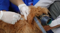 Vinh Long ordnet ein striktes Vorgehen in Fällen an, in denen Hunde und Katzen frei an öffentlichen Orten herumlaufen.