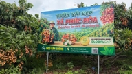Litchi fra Bac Ninh opretholder eksporten til krævende markeder.
