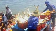 Ha Tinh: Kalastajat rikastuvat runsaalla kultakarpin saaliilla ja ansaitsevat 300 miljoonaa Vietnamin dongia.
