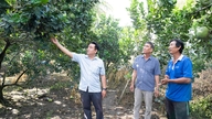 Os arrozais dão frutos doces em Vinh An.