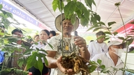 Festivalul Internațional Ngoc Linh al Ginsengului și Plantelor Medicinale din Da Nang 2026 va avea loc la începutul lunii august.