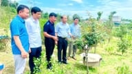 På sine 3 hektar jord laver denne landmand fra Thanh Hoa-provinsen alle mulige interessante ting og tjener over 1,5 milliarder VND årligt. Hvad er det for noget?
