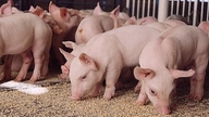 Schweinefleischpreise heute, 26. Mai: Leichter Anstieg im Norden und im zentralwestlichen Hochland, unverändert im Süden.
