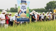 Bac Ninh oferece suporte de preço para sementes de arroz para a safra.