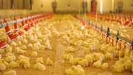 Fremme af ansvarlig antibiotikabrug med henblik på bæredygtigt husdyrbrug.