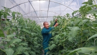 I Sa Pa-distriktet i Lao Cai-provinsen dyrker en embedsmand tomater ved hjælp af en metode, hvor frugten hænger fra bunden til toppen af ​​planten. 3 tomater vejer 1 kg og indbringer milliarder af dong.