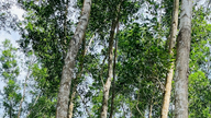 Consolidation de 29 conseils de gestion des forêts de protection à Gia Lai.
