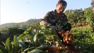 Para petani berlomba melawan matahari untuk memanen leci lebih awal.