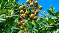Elevando la marca del longan Bac Lieu.