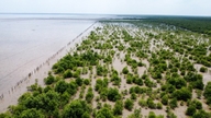 Lancering af projektet 'Støtte til restaurering af mangroveskov, styrkelse af økosystemers og samfunds evne til at reagere på klimaændringer i Ca Mau-provinsen'