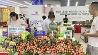 Saigon Co.op bringer Thanh Ha-litchier til mere end 800 detailforretninger landsdækkende.