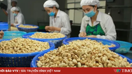 Paradoksi: Vietnam tuo maahan enemmän cashewpähkinöitä kuin vie.