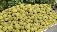 Livezile de durian din Cai Be, provincia Dong Thap (fosta provincie Tien Giang), generează venituri de miliarde de dong pentru fermieri.