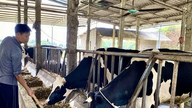 Phu Tho mempunyai kawanan lembu tenusu terbesar di Midlands Utara dan kawasan pergunungan.