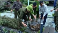 Hai Phong: 3.200'den fazla nadir kuş ve hayvan türü doğal ortamlarına geri bırakıldı.