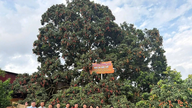 ដើម​លីឈី​អាយុ​មួយ​សតវត្សរ៍ ដែល​ជា​ដើម​ដើម​របស់​ដើមឈើ​នេះ ត្រូវ​បាន​ដាក់​លក់​ដេញ​ថ្លៃ ហើយ​ការ​ប្រមូល​ផល​របស់​វា​ត្រូវ​បាន​កេង​ប្រវ័ញ្ច​ដោយ​អាជីវកម្ម​មួយ​នៅ​ខេត្ត​បាក់និញ។