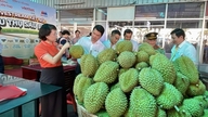 Can Tho lanserar en vecka med hög konsumtion av durian, vilket ökar försäljningen.