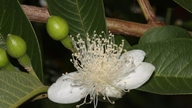 Hvad sker der med kroppen, når man drikker guavabladte kontinuerligt i flere uger?