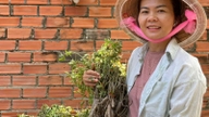 Mengubah tanah berasid menjadi "tanah keemasan" apabila dua petani wanita di Long An (kini wilayah Tay Ninh) berjaya menjinakkan "ginseng diraja".