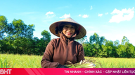 Serai "mengalami perubahan peran" menjadi tanaman ekonomi di Cam Hung.