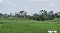 ເປັນຫຍັງໂຄງການກ໊ອຟຫາດຊາຍ Cua Lo ໃນ Vinh Phu ຈຶ່ງຢູ່ພາຍໃຕ້ການສືບສວນ?