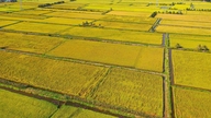 'Vidensområder' i Mekongdeltaet