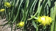 Proactive disease prevention is essential to maintain the quality of dragon fruit during the rainy season.
