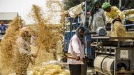 Indien er blevet verdens største risproducent.