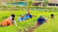 De "digitale landmænd" i Nam Phu