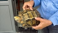 Mieszkańcy wielokrotnie odkrywali i przekazywali rzadkie i zagrożone wyginięciem żółwie górskie.