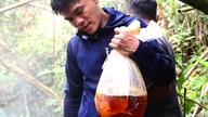 Daring to climb through the vast wilderness, honey hunters earn millions of dong every day.