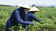 A madártávlatból származó chili paprikák annyira csípősek, hogy a Quang Ninh tartománybeli Dong Trieu kerületben az emberek sietnek a szüretelésükkel a tikkasztó hőségben, hogy eladhassák és pénzt keressenek.