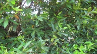 ¿Cómo cambiará tu cuerpo si bebes un vaso de té hecho con las hojas de la planta *Quối* todos los días?