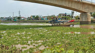 Mekongdeltaet står over for et stort problem: vandhyacint.