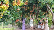 Die Bao Vinh Ward Fruit and OCOP Product Appreciation Week 2026 findet vom 18. bis 20. Juni statt.