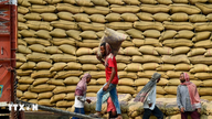 Globalt landbruksmarked: Korn- og kaffeprisene faller, risprisene stiger.
