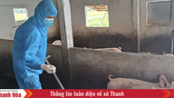 Afrika domuz gribini hafife almayın.