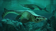 Tätä jättiläismäistä merihirviötä kutsutaan usein "meren Tyrannosaurus rexiksi".