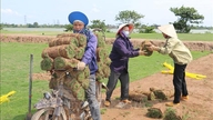 Japanilaisen ruohon viljely voi tuottaa jopa 300 miljoonan Vietnamin dongin voittoa hehtaarilta vuodessa.