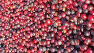 Kaffepriserne vendte kursen og faldt kraftigt med 1.800 VND/kg den sidste dag i maj.