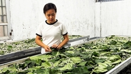 Le modèle de culture du mûrier et d'élevage du ver à soie contribue à améliorer les conditions de vie des femmes - Cao Bang Online Newspaper