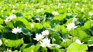 পদ্ম ফুলের সুবাস ঋতুর আগমনী বার্তা দেয়।