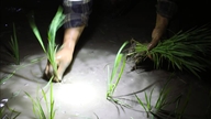 Os agricultores da província de Nghe An usam lanternas de cabeça enquanto plantam arroz à noite para evitar o calor intenso.