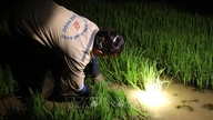 Petani memakai lampu hadapan semasa menanam padi pada waktu malam untuk mengelakkan kepanasan yang melampau.