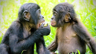 Chimpanser har også 'nære venner' ligesom mennesker.