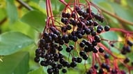 Værdifulde urter vokser rigeligt i haver uden at blive dyrket; fra deres blomster og frugter til deres bark og blade betragtes de alle som "styrkende medicin".