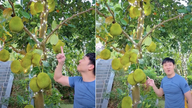 Manh Truong präsentiert einen mit Früchten behängten Jackfruchtbaum in seinem Villengarten; Jennifer Phams Sohn ist größer als seine Mutter.