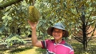 Người dân Cờ Griềng thoát nghèo nhờ trồng sầu riêng