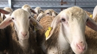 Khanh Hoa develops goat and sheep products that meet Halal standards.