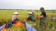 Modèle économique vert à Yiyang